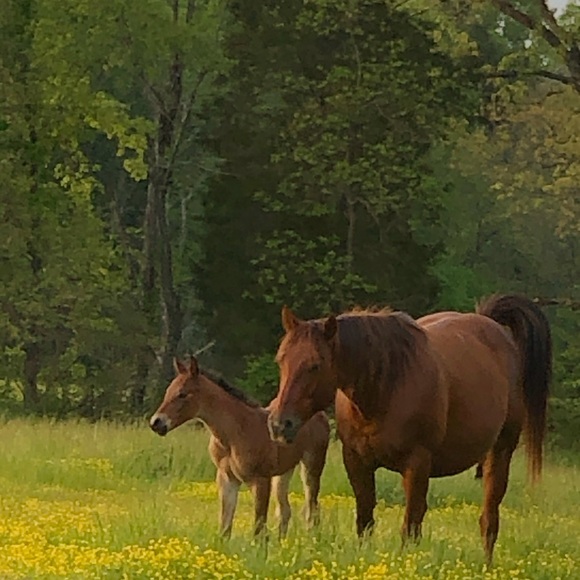 Meet your Posher, Martha (well two of my hobby) - Picture 3 of 8
